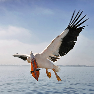 Walvisbay - White pelican